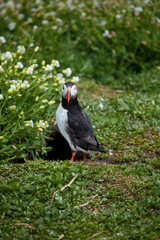 Single puffin standing on the grass in the arctic