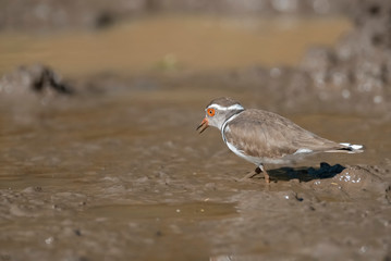  Three banded plover,in swamp environment, South Africa