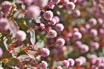 ピンクや赤のヒメツルソバの花