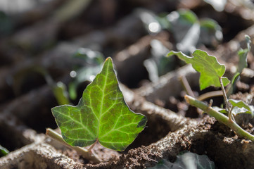 Seedlings in the spring on the windowsill. Ivy seedlings. Greening. Copy space.