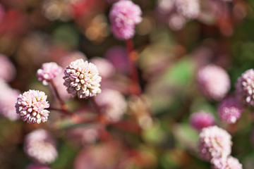 ピンクや赤のヒメツルソバの花