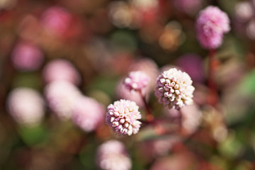 ピンクや赤のヒメツルソバの花