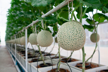 In the melon farm, Green Melon tree and  leaves along with  melon fruits are sitting in line