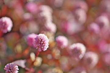ピンクや赤のヒメツルソバの花