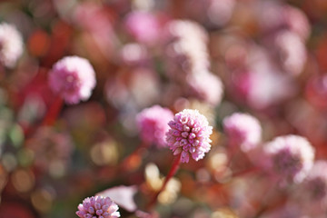 ピンクや赤のヒメツルソバの花