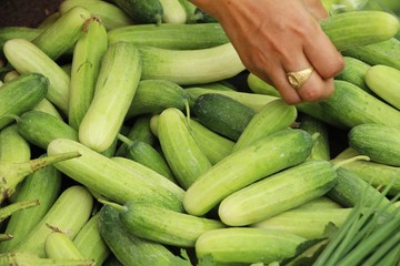 Fresh cucumbers for cooking in the market
