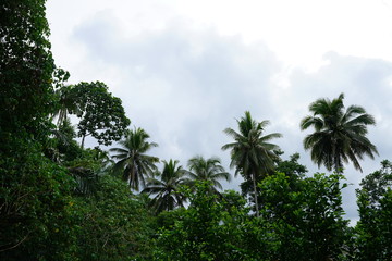 Fototapeta na wymiar Tropical landscape in the jungle near Dumaguete, Philippines