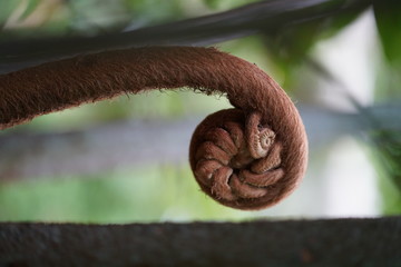 Exotic tropical foliage in the jungle near Dumaguete, Philippines