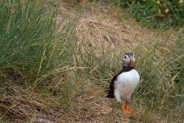 Single puffin standing in  the grass