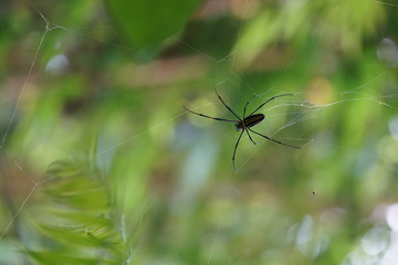 Closeup of a spider in the jungle near Dumaguete, Philippines