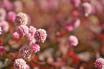 ピンクや赤のヒメツルソバの花