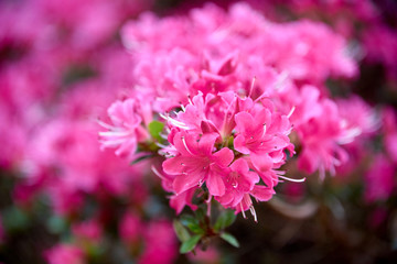 macro of pink rhododendron