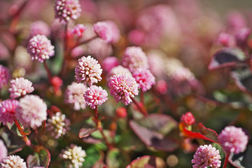 ピンクや赤のヒメツルソバの花