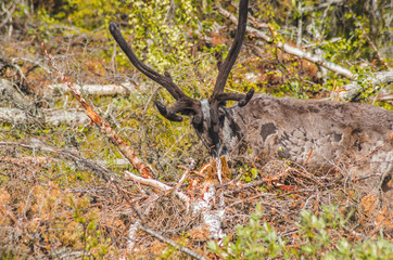 Reindeer
