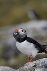 Puffin sitting on a rock