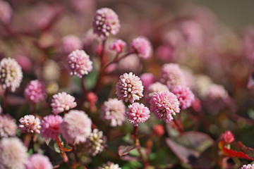 ピンクや赤のヒメツルソバの花