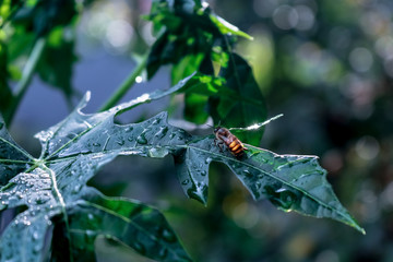 bee on branch
