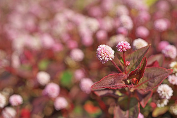 ピンクや赤のヒメツルソバの花