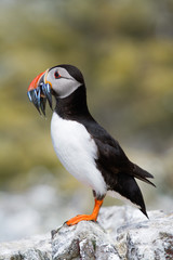 Single puffin with sand eels in its beak