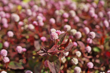 ピンクや赤のヒメツルソバの花