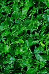 Fresh Green Background. Healthy Food Concept. Green Natural Background.