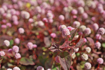 ピンクや赤のヒメツルソバの花
