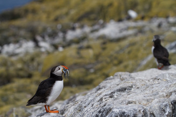 Single puffin with sand eels in its beak