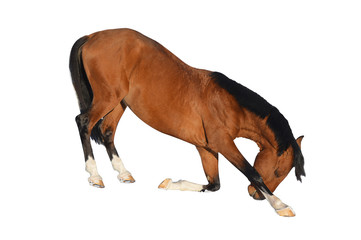 brown horse on a white background executes the command