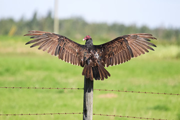 A wild turkey buzzard spreads its wings while sitting on a post