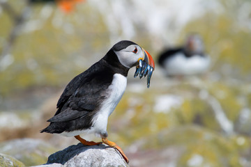 Single puffin with sand eels in its beak