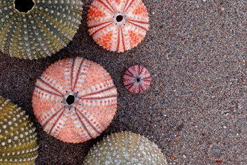 collection of colorful sea urchins on dark sand beach, classic film flitered