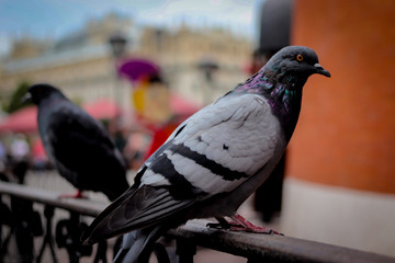 two pigeons on fence