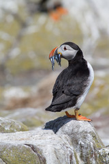 Single puffin with sand eels in its beak