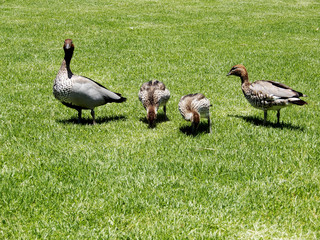 Duck with ducklings
