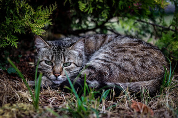 cat