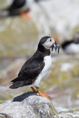 Single puffin with sand eels in its beak