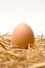 Single clean egg on nest. Abstract Background of Barn Laid Egg in straw nest with white background