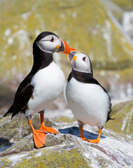 Small group of puffins on the rocks