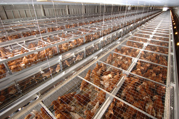 Battery cage of Layer Chickens with Multilevel production line conveyor production line of chicken...