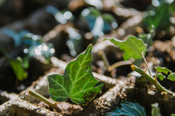 Seedlings in the spring on the windowsill. Ivy seedlings. Greening. Copy space.
