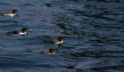 Colony of guillemots