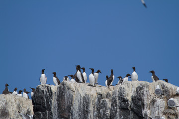 Colony of guillemots