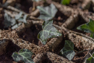 Seedlings in the spring on the windowsill. Ivy seedlings. Greening. Copy space.