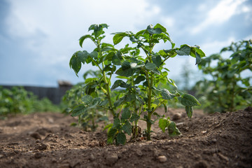 Potato bush on the field