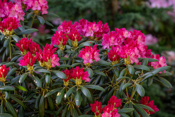 Dense bush of pink rhododendron flowers bursting into bloom