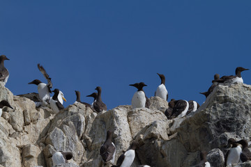 Fototapeta premium Colony of guillemots