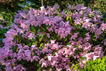 Fototapeta premium Large rhododendron bush filled with light pink flowers