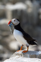 Single puffin with sand eels in its beak