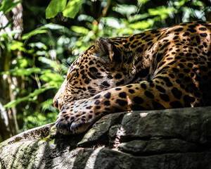 leopard in tree