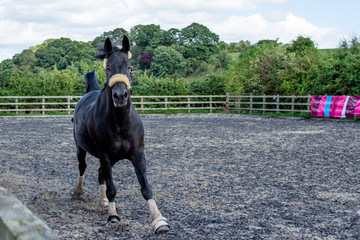 Horse galloping in menage.